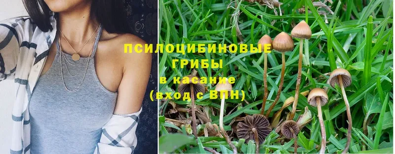 Псилоцибиновые грибы Psilocybe  Боровичи 